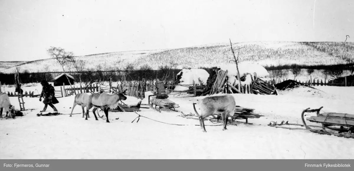 Påske på Jergul i Karasjok kommune. Flere reinsdyr og sleder ses på sletten foran på bildet.