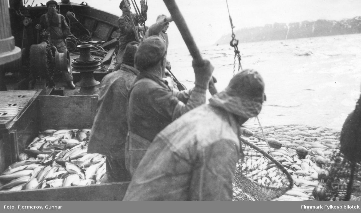Flere menn langs rekka på en fiskeskøyte. Nota som henger ved siden av båten er full av sei. Bildet er tatt øst for Nordkapp våren 1948. Menn og båt er ukjent.