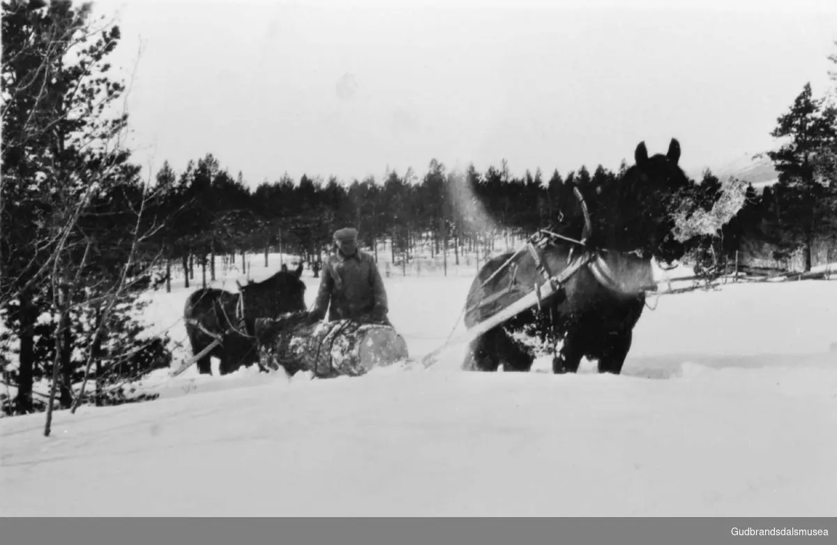 Tømmerkjøring med to hester, det er vinter.