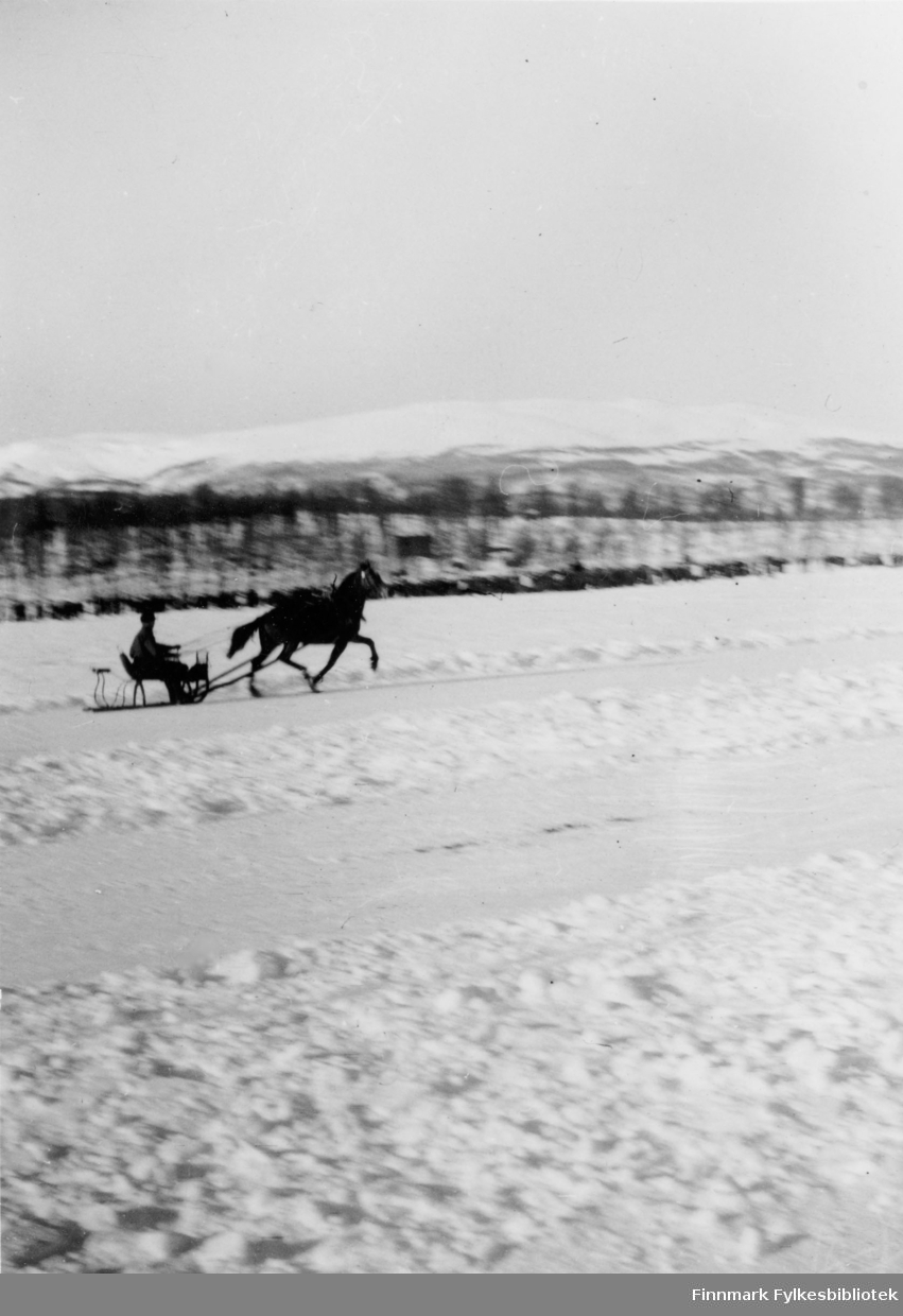 Hest og slede, Tanaelva (?). En hest traver langs snødekt vei.
