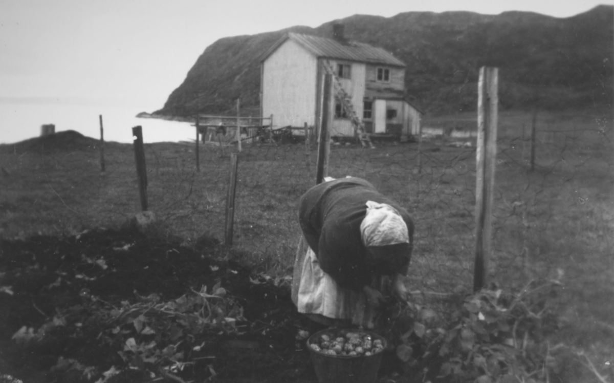 De første potetene høstes etter krigen. Anne Lise Moes tante Hjørdis Andersen midt i potetopptaket i 1947.