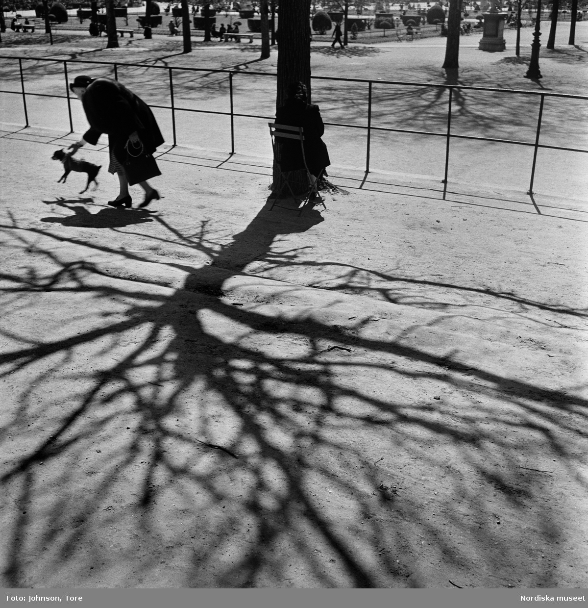 Paris. Kvinna med hund, skuggor från ett träd.