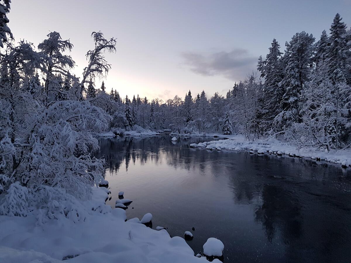 Bilde av mesnaelva