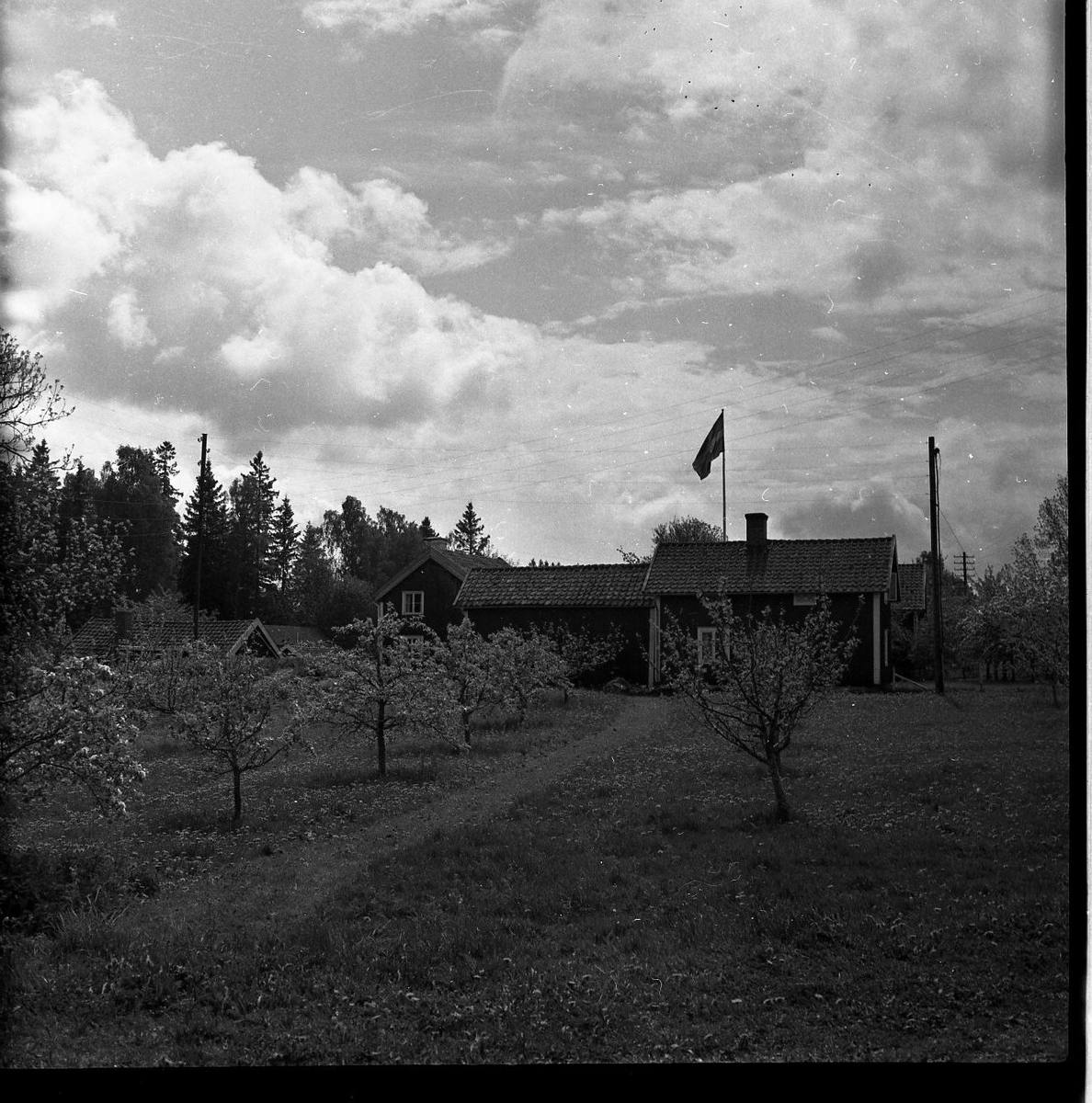 Okänd gård bortom fruktträd. En svensk flagga är hissad inne på gården.