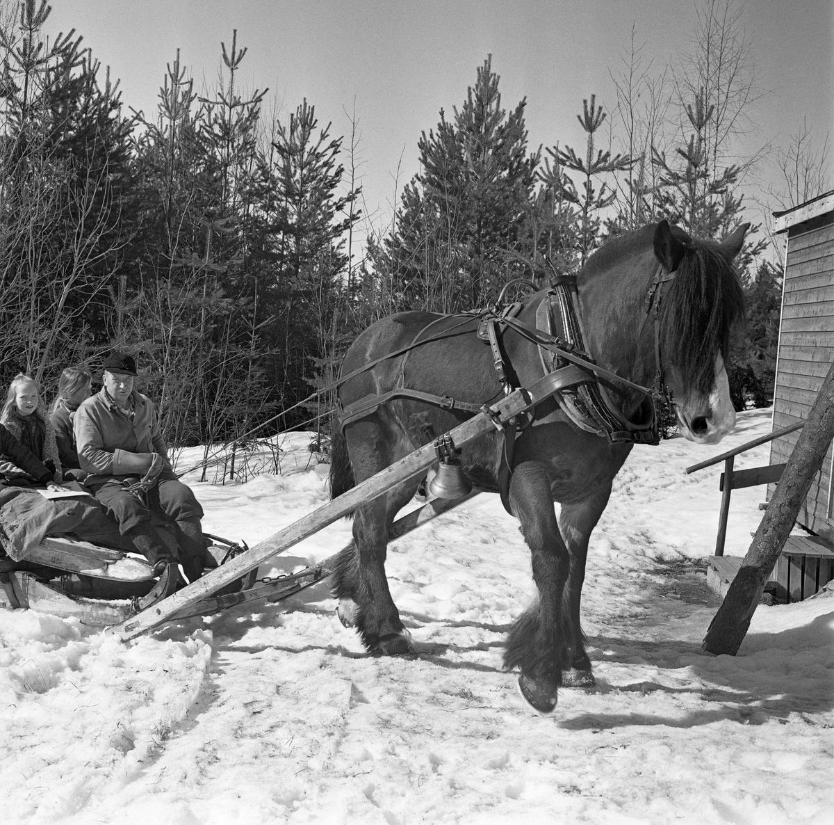 Jørgen Larsens arbeidshest «Blessen», fotografert på en velteplass i Stavåsen i Elverum i Hedmark. Larsen var tømmerkjører og bodde i Hernes. Fotografiet ble tatt vinteren 1971. Hesten hadde arbeidssele og var forspent en tømmerrustning (todelt slede). Det var seletøyet som gjorde det mulig å trekke, bremse og rygge med hesten.  Dette er en bogtresele med ei stoppet ringpute, som var tredd over hodet på hesten slik at den lå an mot nakken og bringen på trekkdyret. I bogtrærne var det fastsydd «drotter», kraftige draglær, som endte i trekkpunkter ved overgangen mellom hestens bog- og brystparti. Der var det en «orring» som var forankringspunkt for «bukgjorden» (reima under den fremre delen av hestebuken) og «oppholdsreimene», som var festet i ytterendene av «høvret», ei bøyle som var montert på tvers av hestens manke med avrundete treplater, «høvreballer», som anleggspunkter. På oversida av høvret var det ringer, som tømmene var ført gjennom. «Bakselen» - ei  kraftig reim som var ført fra drotten rundt hestens bakpart (lårene og under halen), og som ble holdt oppe av ei «ryggreim» og ei «kryssreim» - gjorde det mulig for hesten å bremse lassene i utforbakker. «Draget» (skjækene) var festet i en jerntapp («oren») som var smidd sammen med orringen ved hjelp av en selepinne. Selereimene skulle justeres slik at det gikk ei noenlunde rett linje fra drotten gjennom skjækene til trekkpunktene fremst på den doningen hesten skulle trekke - her festepunktet for bøyla på skjækene. På den fremre delen av den ene skåka var det festet ei bjelle som skulle signalisere for andre som ferdes langs kjørevegen at det kom en hest med tung last.

Her var Jørgen Larsen i ferd med å stanse framfor koia han var innkvartert i uten tømmerlass. Sleden hans var en såkalt «rustning», også kalt «geitdoning» eller «bukk og geit». Dette var en todelt sledemodell som, når den var pålesset, var forbundet med en Y-formet kjetting (ei «trosse»). Når doningen skulle kjøres «tomreipes» tilbake mot hogstteigene hvor det var mer tømmer å hente, var det vanlig å gjøre som Jørgen Larsen hadde gjort her, nemlig å legge geita oppå bukken og deretter ta plass på den øverste sleden med en høysekk som sitteunderlag, før kjørekaren smattet på hesten og kjørte til skogs. Høyet i sekken ble gitt til hesten slik at den hadde noe å ete av mens den skulle stå stille under på- og avlessing.