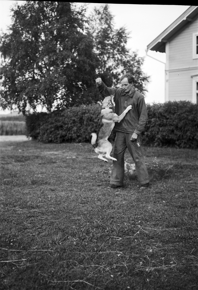 Man leker med hund, Håsjö, Jämtland 1950