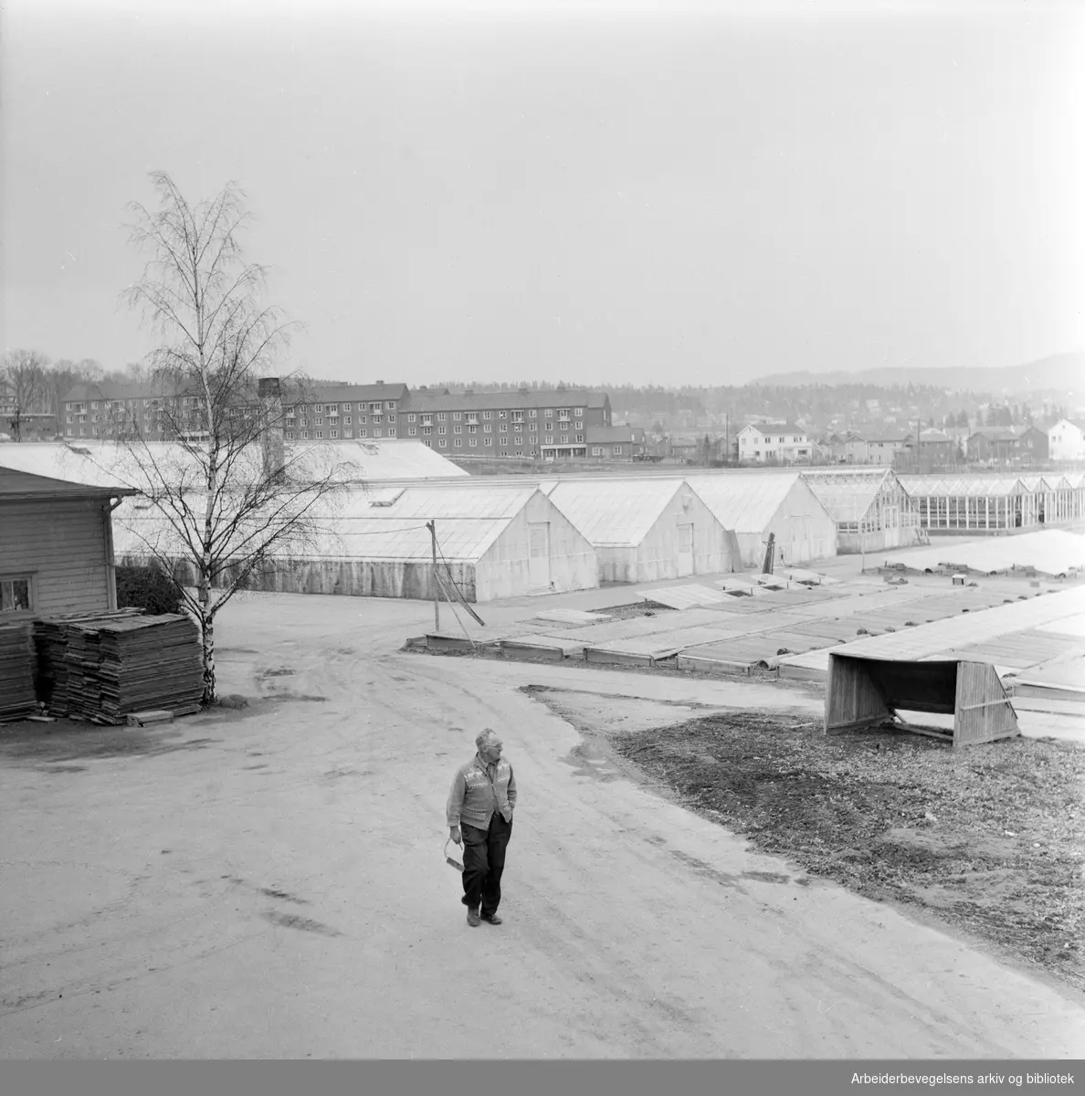 Gartner Otto Larsen. Oslo kommunale gartneri. April 1957.