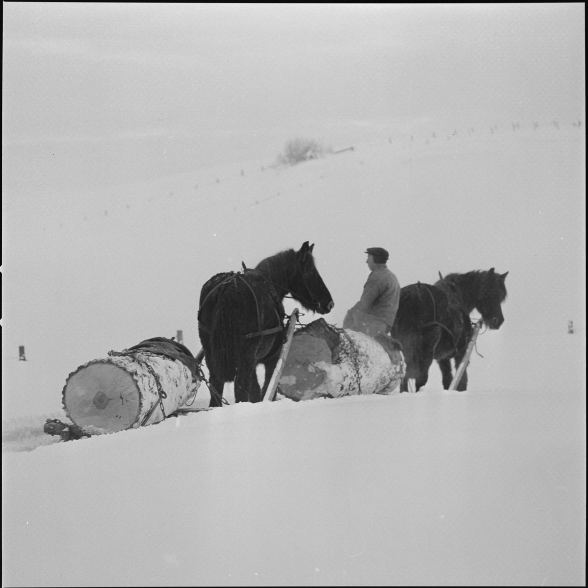 Kjøring av grov bjørk med hest og slede, Sørum Gjerdrum