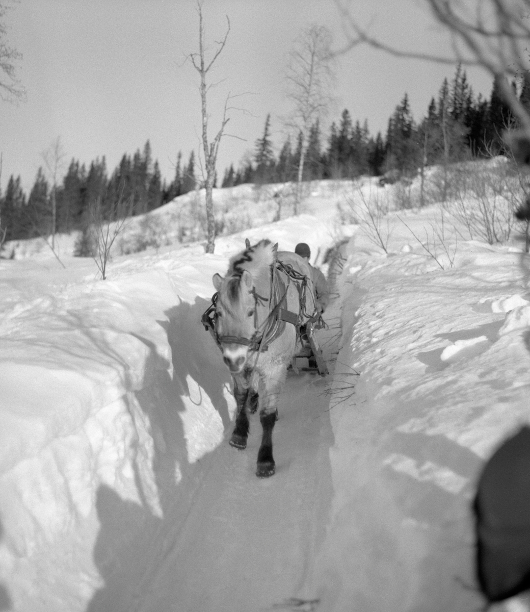 Hankekjøring av tømmer i Vestre Gausdal i mars 1967. Fotografiet er tatt et stykke oppe i lia der hesten, en fjording, trakk de sammenkjedete tømmerstokkene på en smal veg som tømmerkjørerne hadde måkt og tråkket i djupsnøen med sikte på å få tømmeret trygt nedover den bratte lia. Ei normalvending under hankekjøring i det bratte terrenget i Vestre Gausdal var på om lag tre tylfter (36 stokker), men under gode forhold skal det ha vært kjørt vendinger på oppimot 100 stokker. Hvor mye tømmer som fantes i den vendinga som er avbildet her vet vi ikke eksakt. I dette tilfellet vet vi imidlertid at det var tre kilometers kjøreveg. Når strekningen var såpass lang rakk tømmerkjørerne bare to vendinger om dagen i den mørkeste tida (desember-januar). Dette fotografiet ble tatt i mars 1967, da Kjell Søgård og Tore Fossum fra Norsk Skogbruksmuseum var i Vestre Gausdal for å gjøre opptak til en kulturhistorisk dokumentasjonsfilm om tømmerkjøringstradisjonene i bygda. I kommentarene til filmen sier gausdølen Nils Bjørge følgende: «Under hankekjøring lyt det væra godt samspell mellom hæst og kar, ska’ vendinga gå godt. Enkelte øykje lære konsta bæ’re ell andre. Døm tek hardt ti før å få løyst vendinga i starta, og så legg døm seg kraftig ti sæla’n der det er flate og tunge strekninger.»