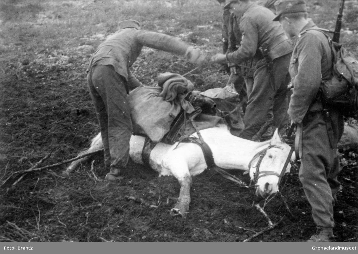 Bildet er tatt i området mellom Storskog og Titovka 29. juni 1941. En transporthest var sunket ned i en myr men har fått hjelp til å komme seg opp. 