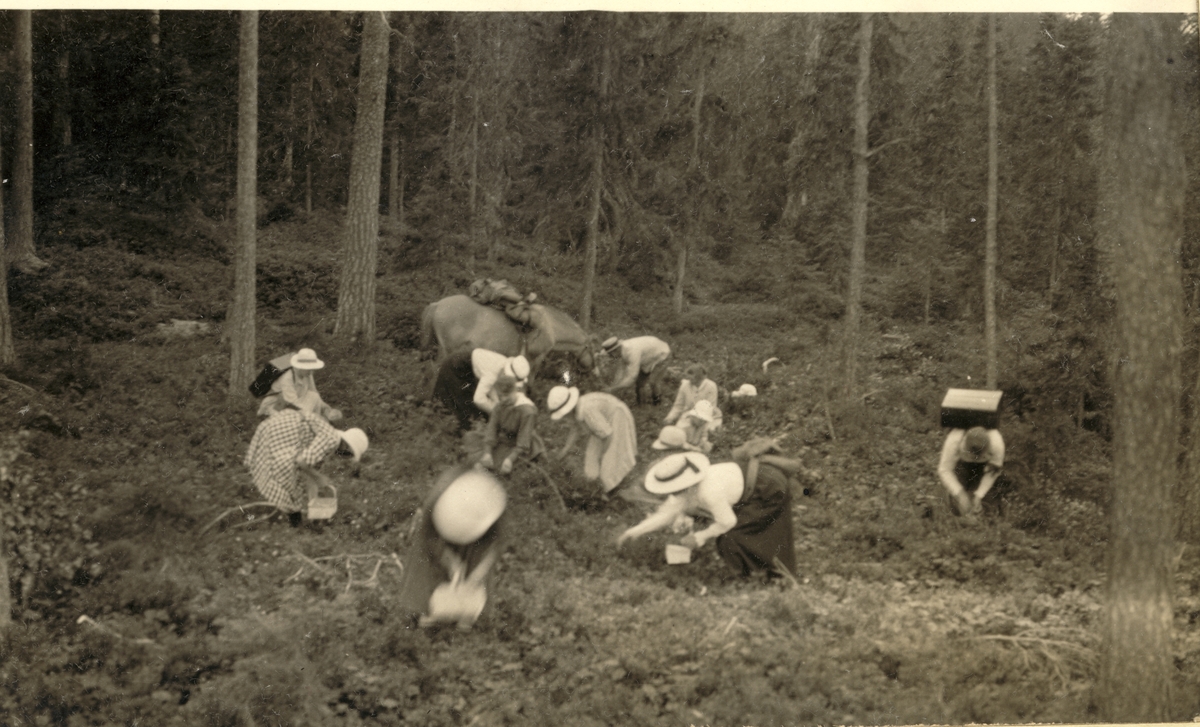 Kvinner og jenter plukker blåbær på Høyåsen ved Bogstad gård. En mann steller med kløvhest i bakgrunnen. Fotografert 1919.
