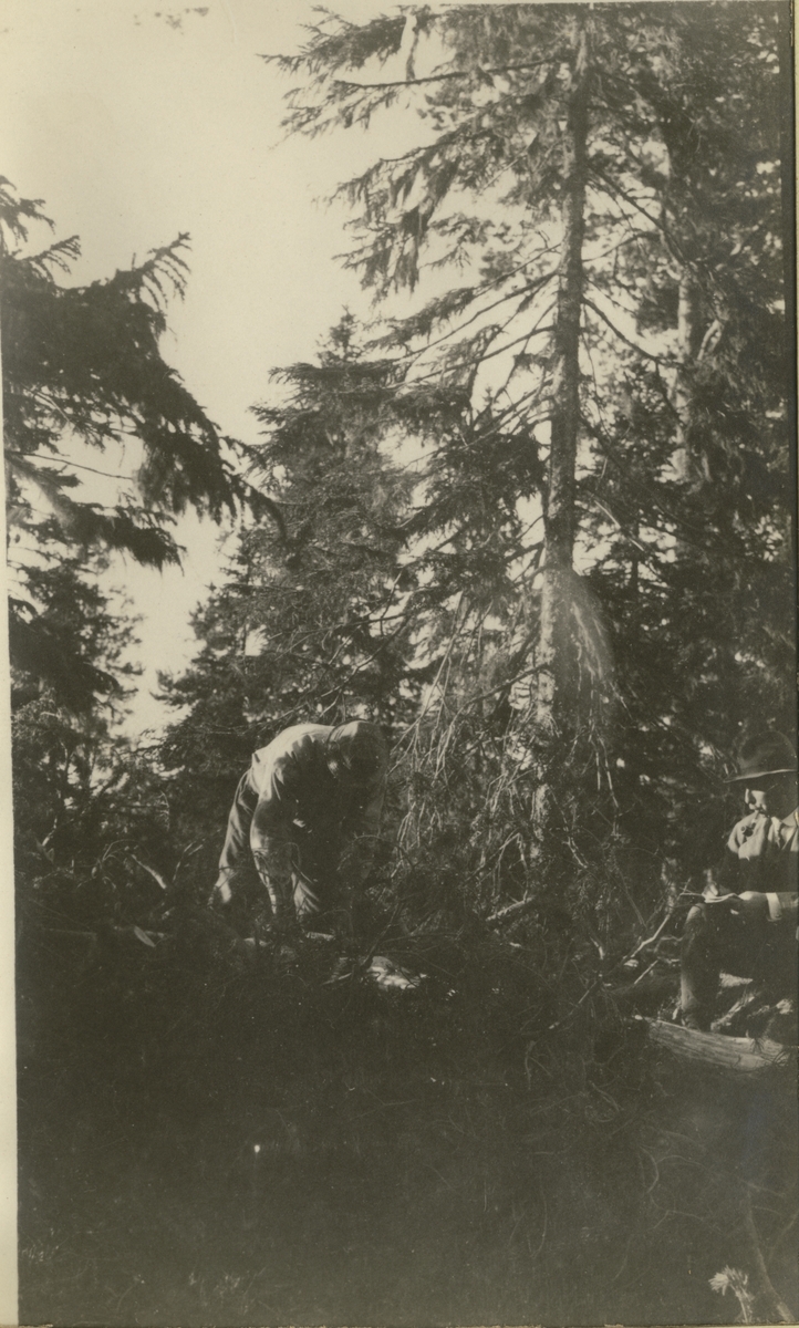 En skogsarbeider feller trær i Romedal, Hedmark. Til høyre sitter en mann (Westye Egeberg?) og overvåker arbeidet. Fotografert 1919.
