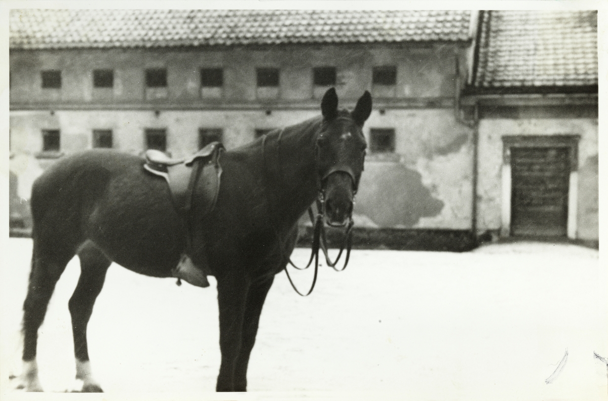 Westye Parr Egebergs ridehest "Flickan" på gårdsplassen til Bogstad gård. Fotografert 1954.