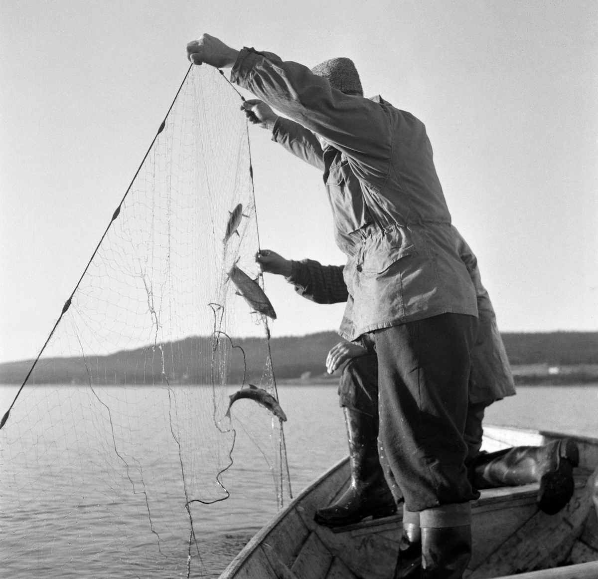 Sikfiske i Osensjøen, Hedmark. Garnfiske etter sik fra båt. Bildet er trolig tatt sent på 1960-tallet eller tidlig på 1970-tallet.