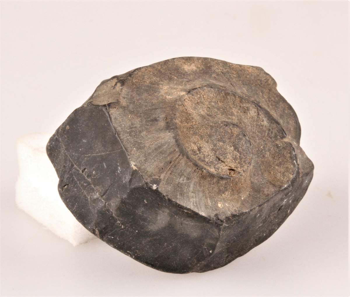 Fossil snegle