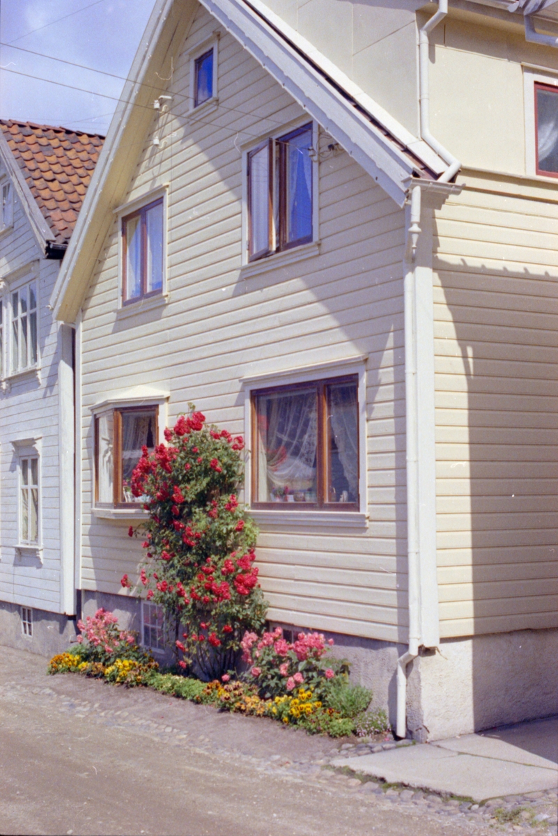 Et hus med klatreroser langs veggen.