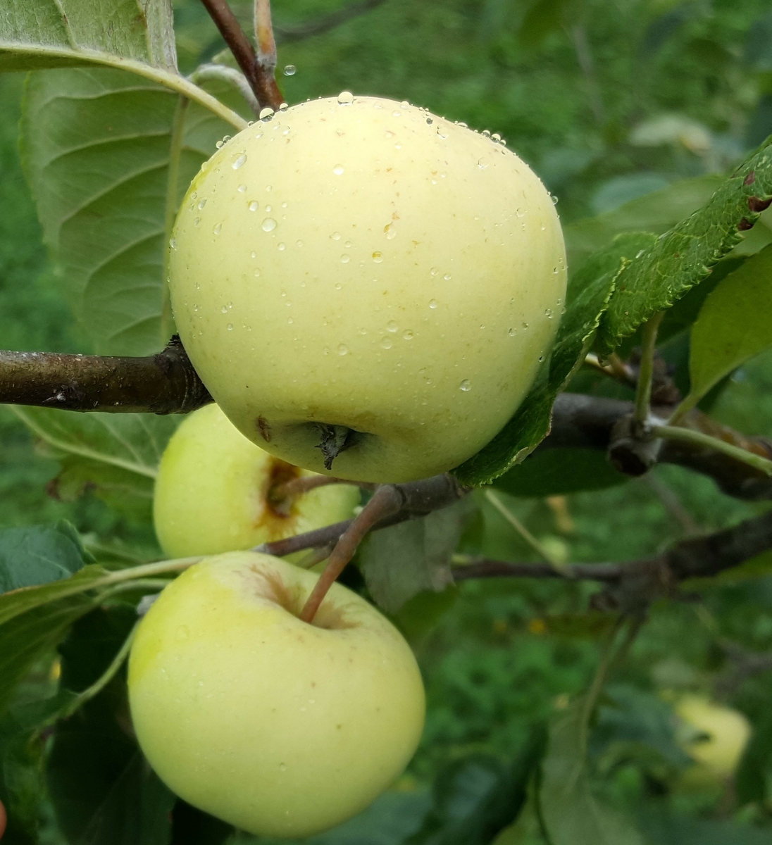 "Larsmässäpplet" är insamlat 2009 från gården Halvarsviken, Västervåla socken utanför Ängelsberg. Äppelträdet är troligtvis planterat i början på 1900-talet. Trädet växer idag i fruktträdgården vid soldattorpet på museet.
