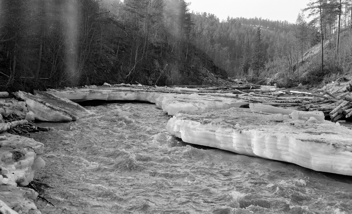 Fløtingen går for fullt. Vann, tømmer og is. Fåa, Tynset, Hedmark. I 1960 var det innmeldt 5 204 tømmerstokker til fløting i Fåa.