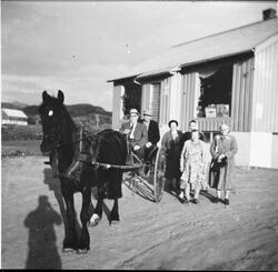 Handletur med hesten "Bruna"på Adserøy Landhandel, Asserøya,