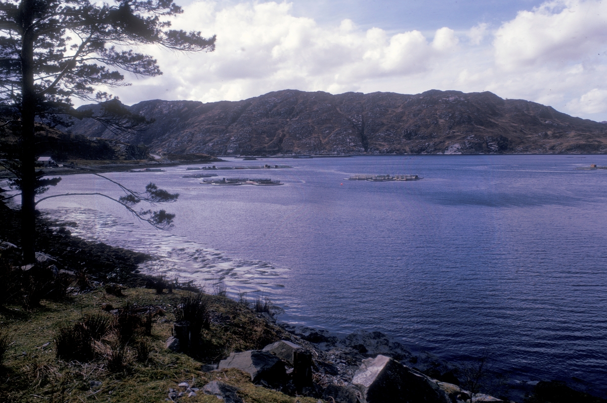 Skotsk fjord med merder.