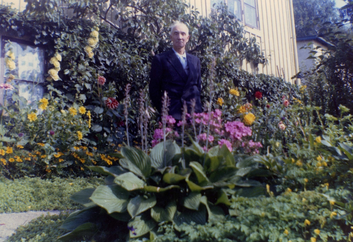 Olof Olsson (1883 - 1958) står i sin trädgård omgiven av blommor, "Alphyddan" Torrekulla 1:25 på Gamla Riksvägen 13, okänt årtal. Han var S-politiker i Kållered samt skötte ABF-bilblioteket.