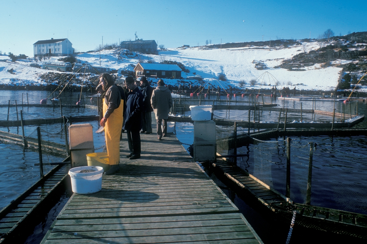 Bilde fra Akvaforsk sitt forsøksanlegg på Averøya. En gruppe mennesker er på besøk er ute på anlegget.