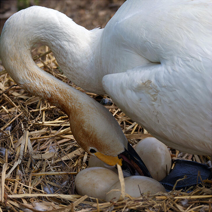 Sangsvane vender forsiktig på eggene sine. (Foto/Photo)