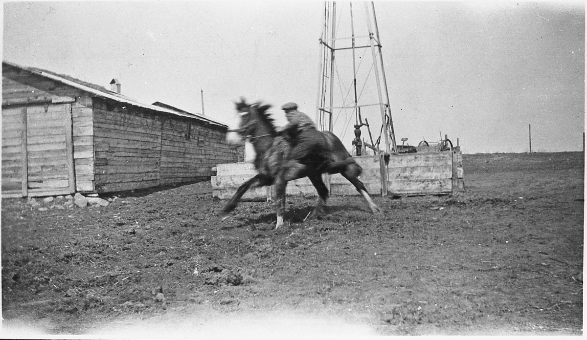 Torger Grønseth forsøker å temme villhest. Gowen i Canada, 1928.