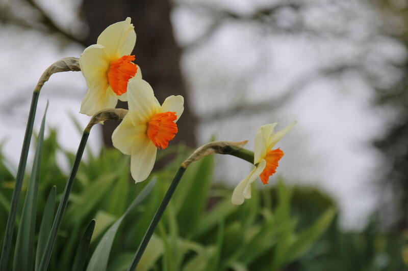 Narcissus 'Barrett Browning' (Foto/Photo)