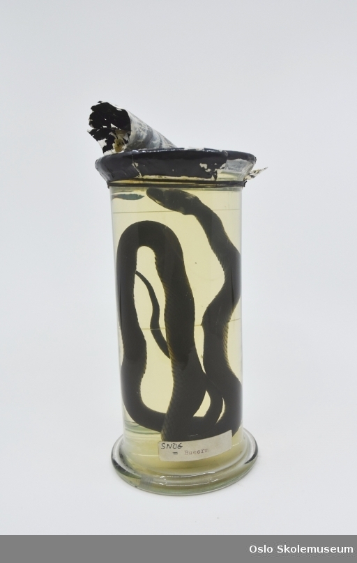 Sylinderformet preparatglass med utbrettet sokkel og lokk overtrukket med lakkert duk. I glasset er det slange av typen buorm festet på en gjennomsiktig glassplate.