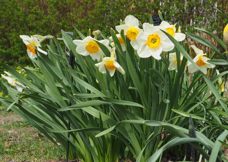 Narcissus 'Flower Record' (Foto/Photo)
