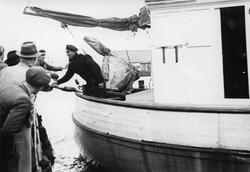 De første fiskeskøytene fra Shetland ankommer Egersund,  14 