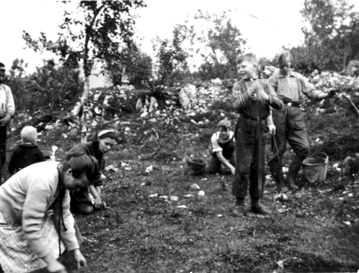 Skogplanting på Stonglandshals i Senja. 1940.