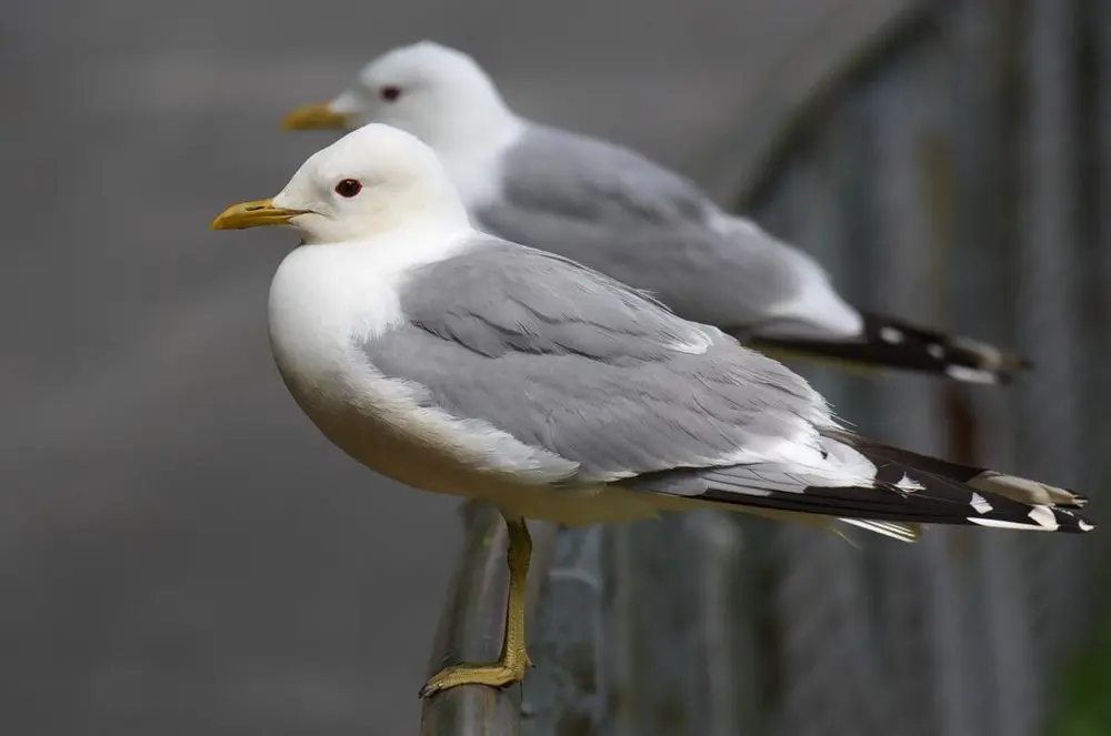 Foto av to fiskemåker som står på et gjerde