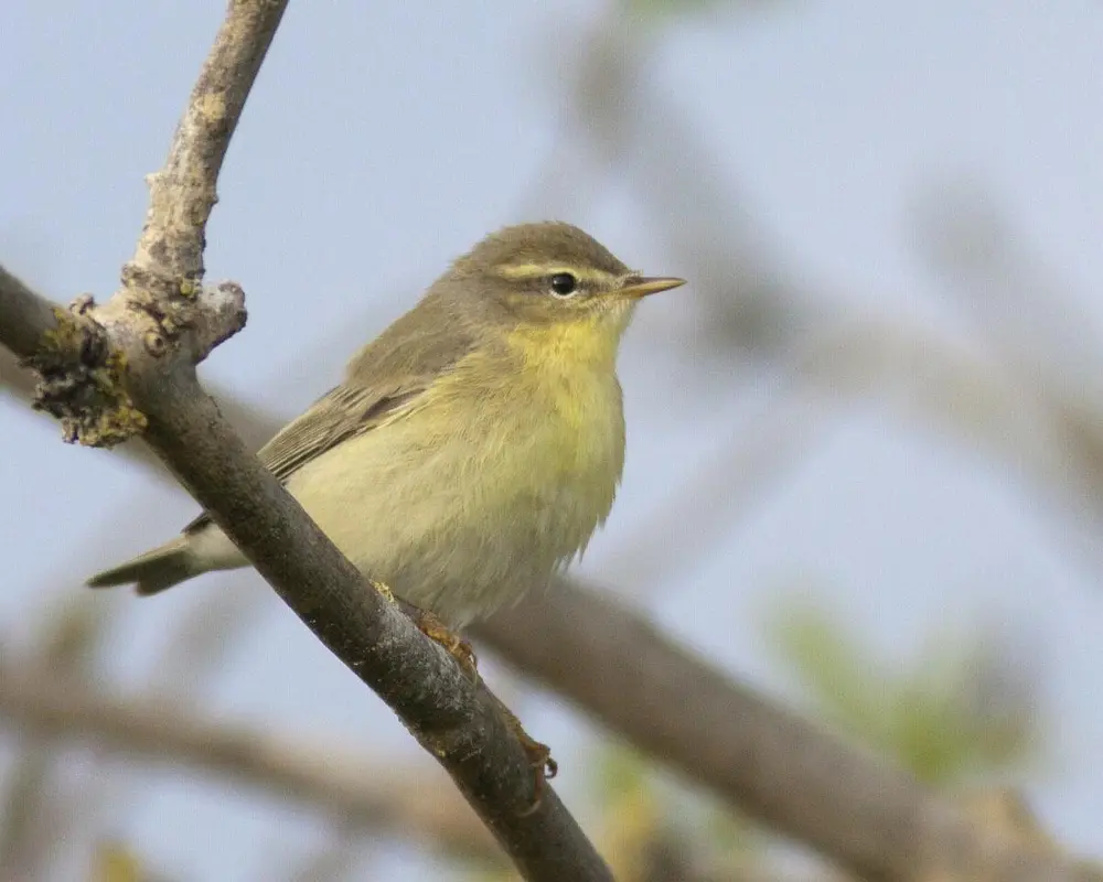 Foto av en løvsanger som sitter på en gren