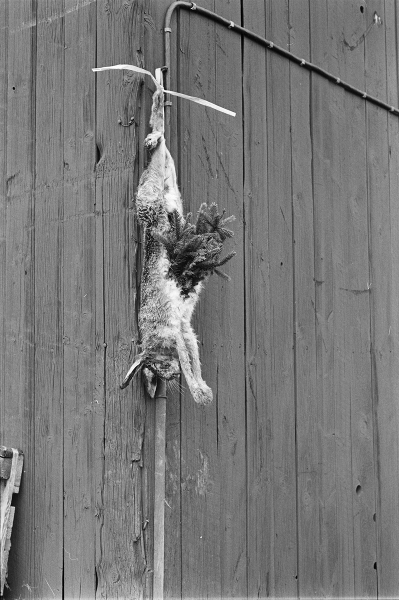 Död hare hängande på magasin, Stabby 2:18, Vaksala socken, Uppland 1984