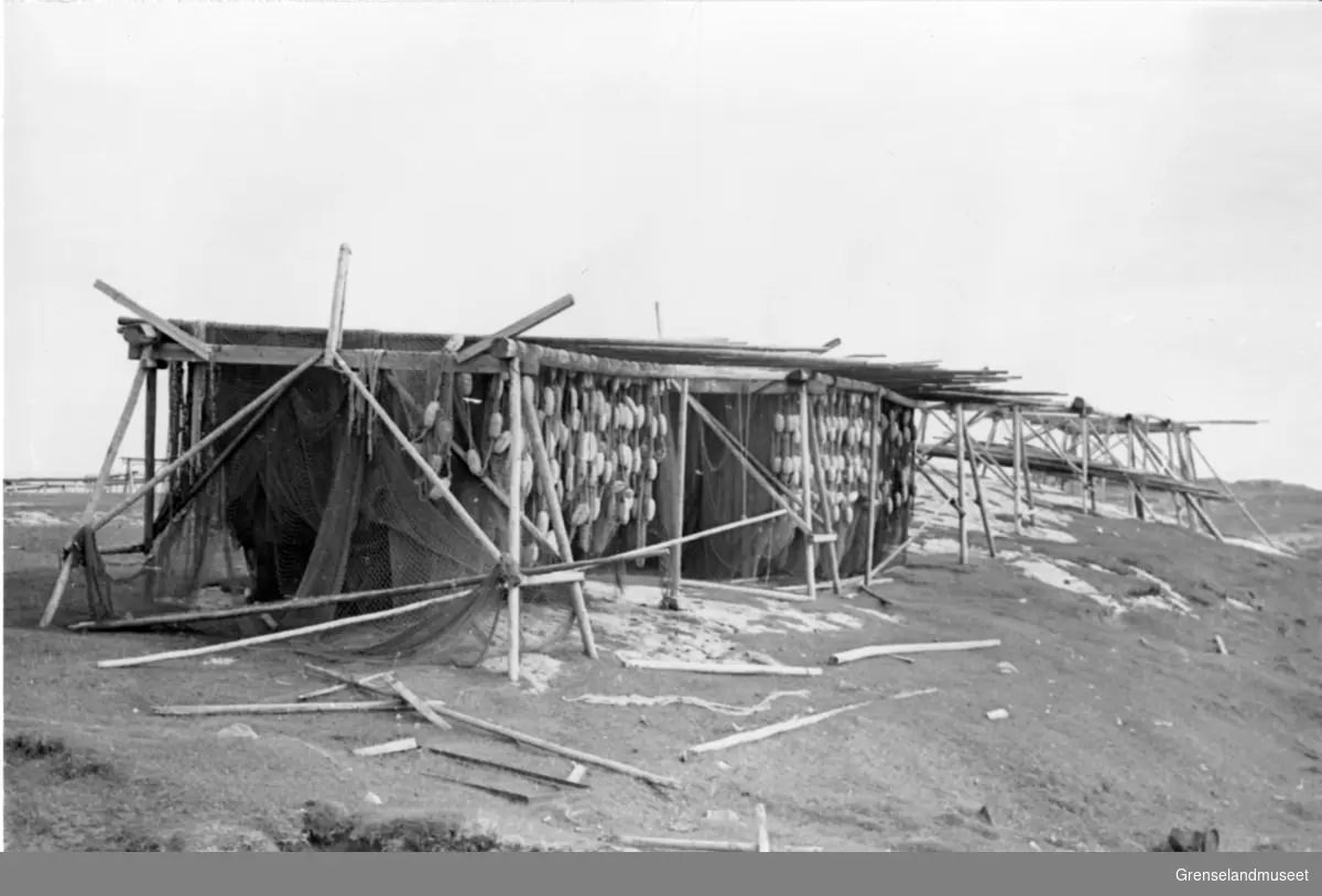 Bøgøynes 19.07.1970.
Seinøter til tørk på høyden nordøst for fotballbanen.