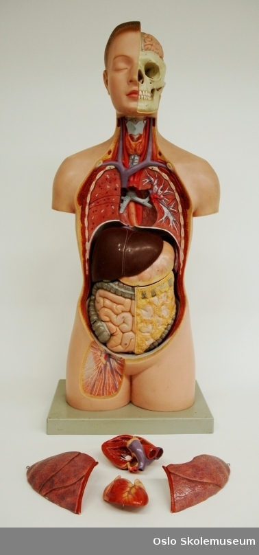 Undervisningsmodell av en kvinnelig torso som er overskåret slik at man kan se organene. Modellen er festet på en rektangulær grå base i plast. Flere av organene kan taes ut av modellen slik at man ser hva som er bak og kan studere hver enkelt del nærmere. De ulike delene av av modellen er merket med bokstaver og tall.