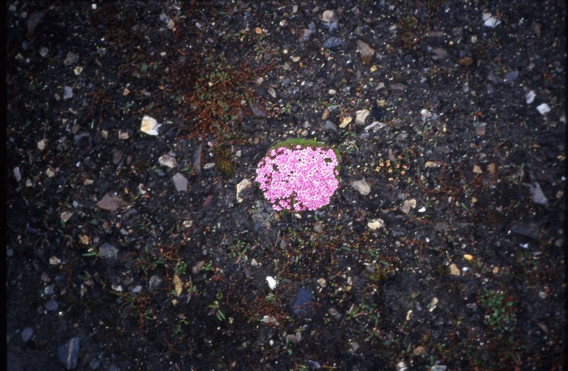 En rosa-röd blomma på Spetsbergen.