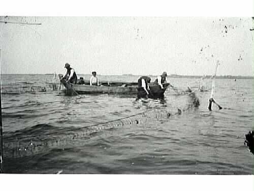 Laxfiske. Näten vittjas, eller "laxsättet ryktas" som man säger i Halland. Tre män och två pojkar i båten.