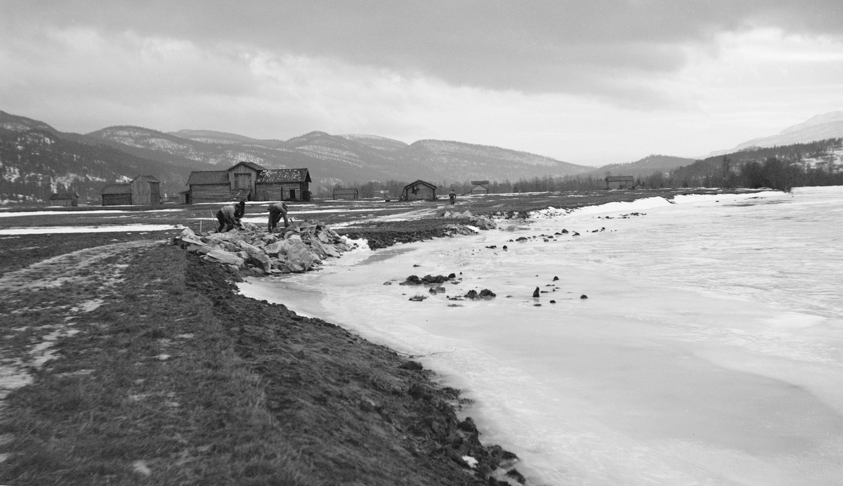 Forbygningsarbeider i Glomma ved Vestgårdsøya i Stor-Elvdal kommune i Hedmark. Fotografiet er tatt i januar 1932, da det åpenbart var lite snø i dette området, men kaldt nok til at det hadde lagt seg is på elveløpet til høyre i bildet.  I et parti til venstre, der elva åpenbart har skylt vekk en del av elvebredden, skimter vi et par karer som var i ferd med å forsterke elveskråningen med stein.  Tiltaket ble sannsynligvis gjort for å forebygge at vann- og ismasser brøt inn over engarealene til venstre i bildet, der digre løer vitner om at det ble høstet husdyrfôr.