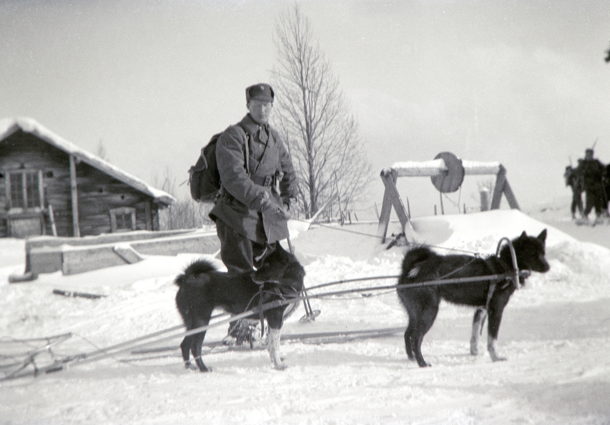 Militærøvelse i Romedal 1937. Vinterøvelse. Kronprins Olav var tilstede under øvelsen. Vinter, snø, ski, militæret.
2 hunder er spendt foran en kjelke. Kjelken fikk gården Haukåsen overta etter militær manøveren. De kalte kjelken for Turid-kjelken, etter hunden Turid.