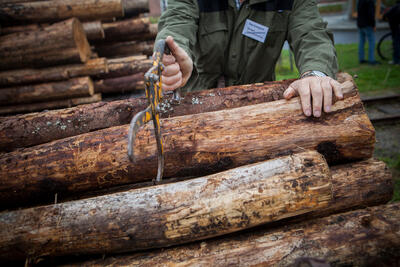 Tømmerstokker som jobbes med.. Foto/Photo