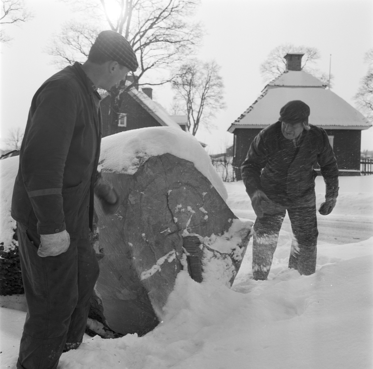 Trädbeskärning i Allé, Åkerby, Österlövsta socken, Uppland, februari 1969