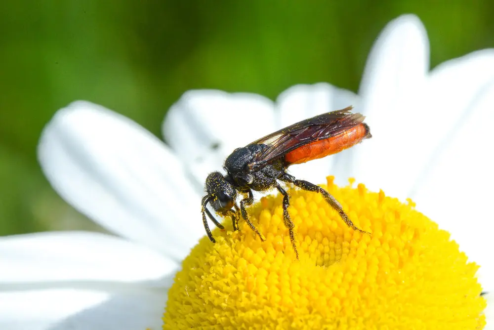 Foto av en storblodbie som sitter på en blomst og samler pollen