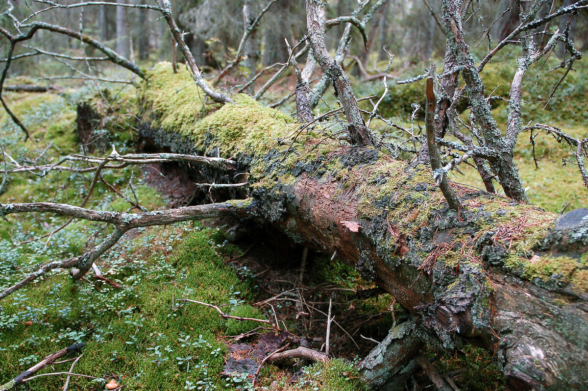 Foto: Mats Fallqvist, Länsmuseet Gävleborg (CC BY-NC-ND 2.0)