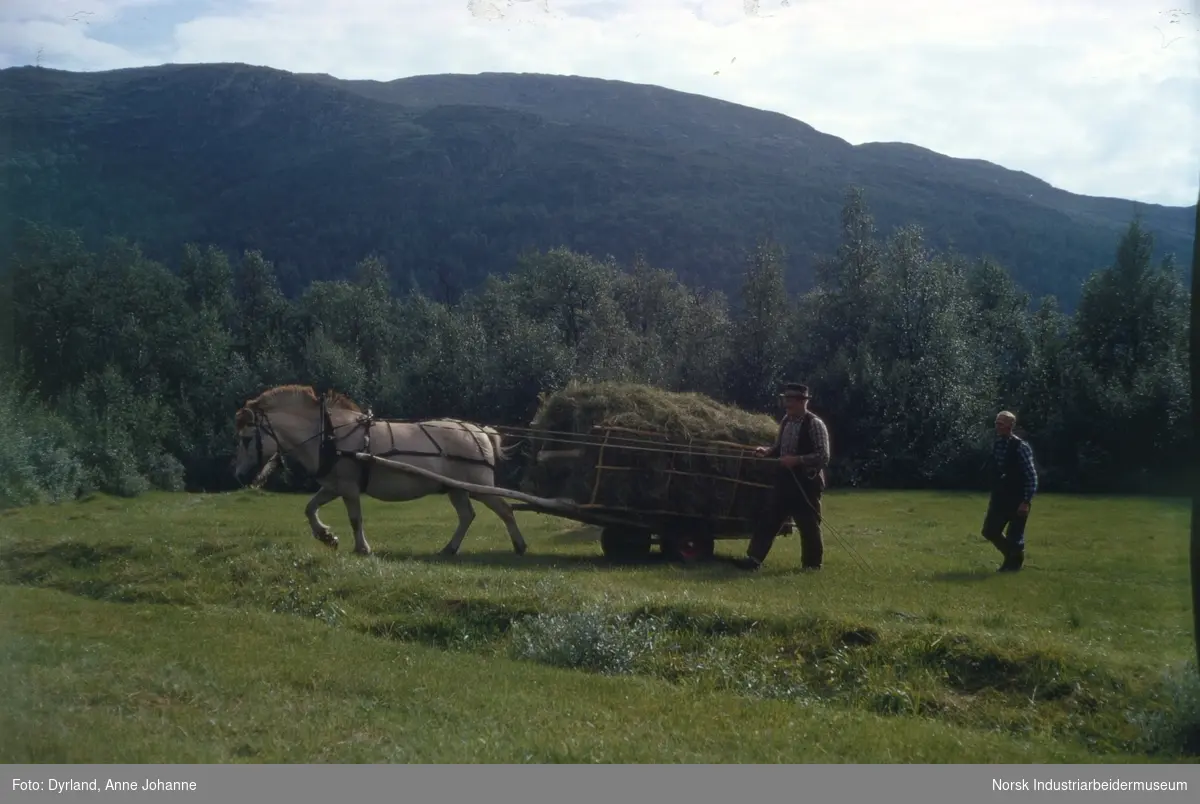 Arbeid på gården Li, Møsstrond. Olav Lien og Kjetil Skindalen med hest som drar høyvogn på jordet.