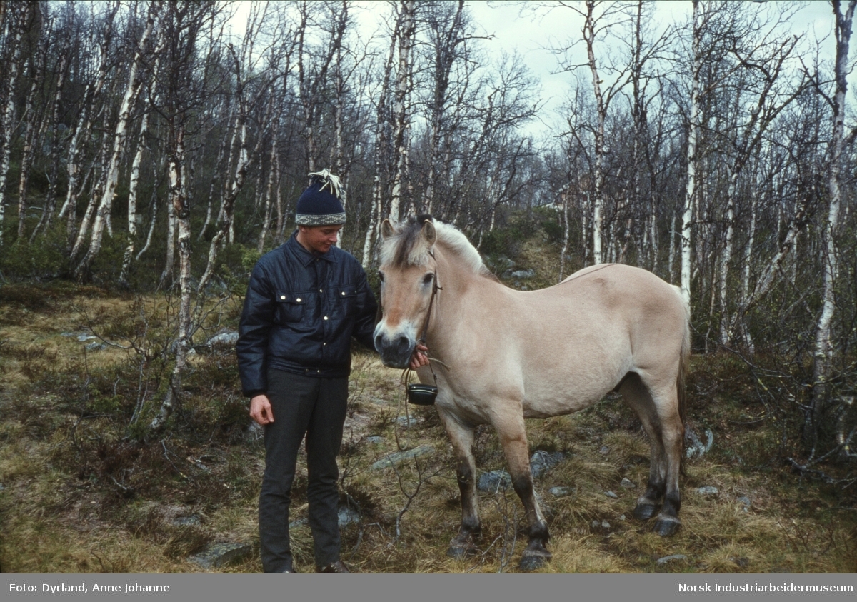 Olav Vågen og fjordhest foran bjørkeskog på gården Aust-Førnes, Møsstrond
