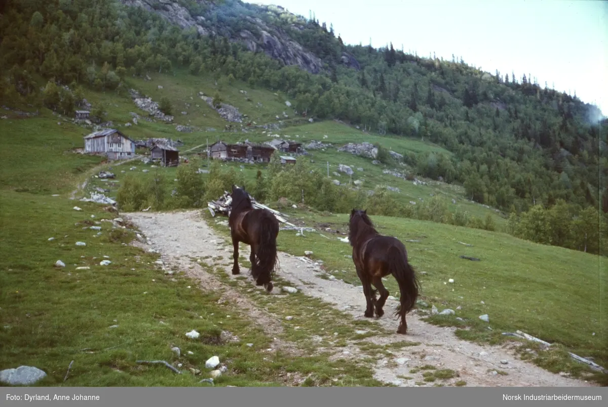 Hester på grusveien på gården Berge, Rjukan