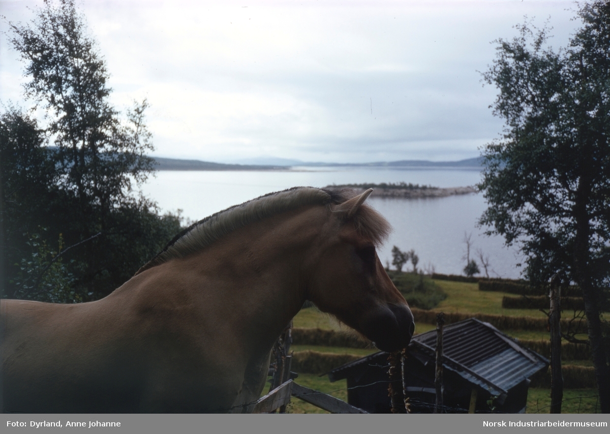 Fjordhest foran hesjer og innsjøen Møsvatn på gården Aust-Førnes på Møsstrond